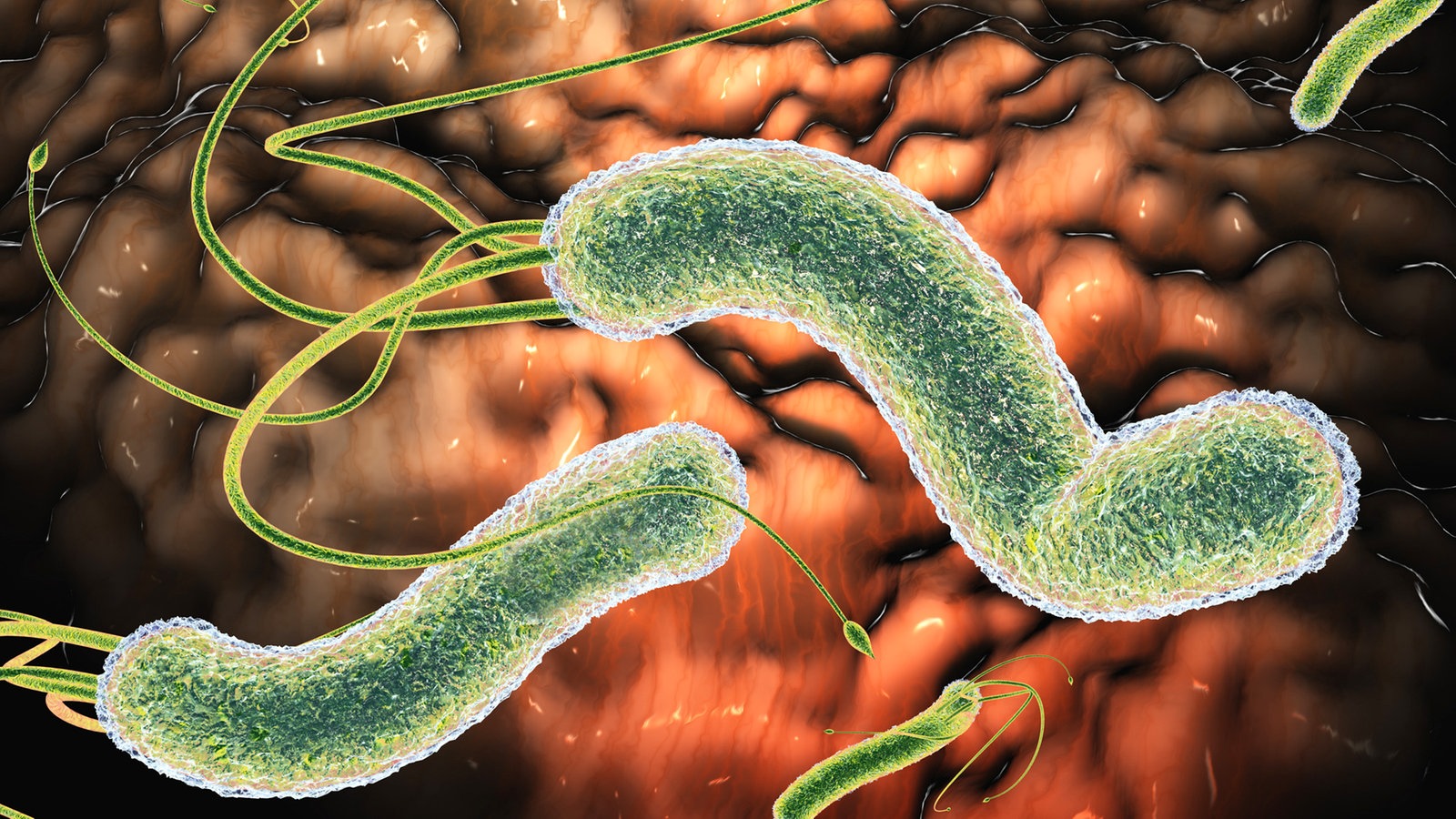 Бактерии являются паразитами животных. Helicobacter pylori паразитирует. Галофильные вибрионы.