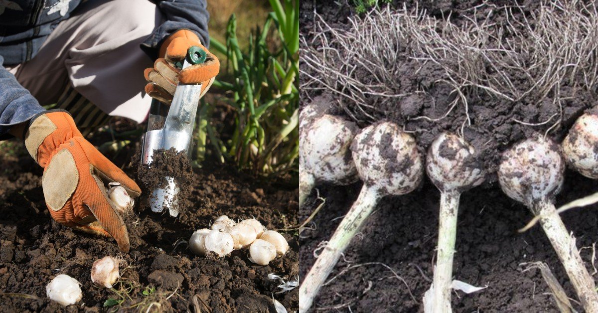 Посадка чеснока головками. Посадка чеснока головками под зиму. Посадка чеснока головками под зиму. Чеснок головками на зиму сажать. Чеснок на грядке.