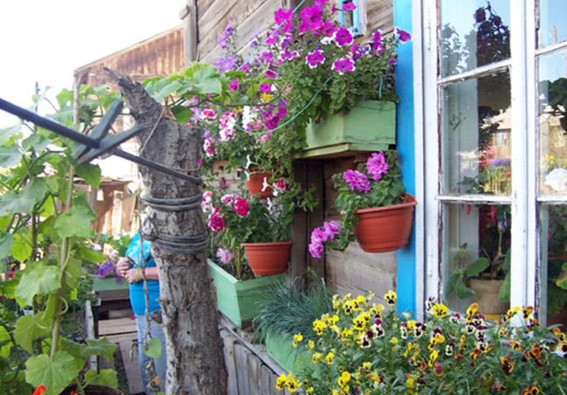 Цветы в подъезде. Выносить домашние растения на балкон. Выносить домашние растения на балкон. Можно ли выносить летом на улицу. Мои цветы.