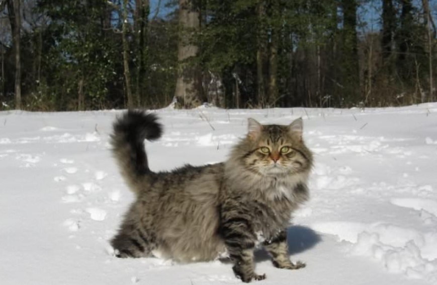 ახალმოსახლეობა და ოლივერის (ჩვენი კატის) “ცხელი” მეგობარი